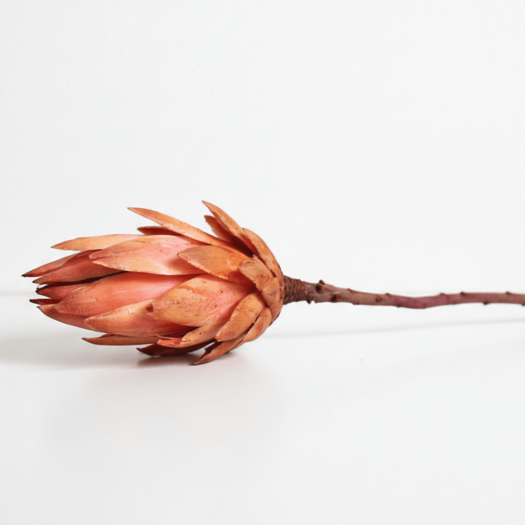 Sušená Protea Repens – Pink, exotická růžová květina pro dekorace do vázy